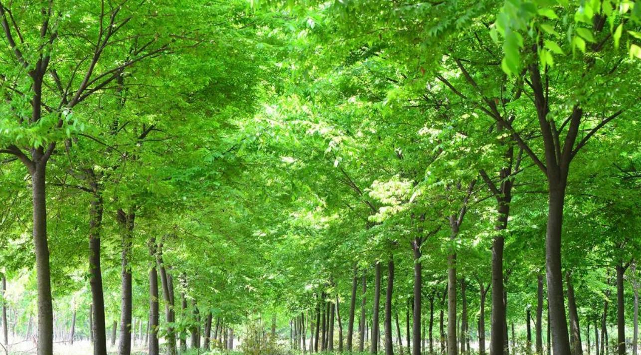 國(guó)家林草局：將指導(dǎo)督促各地在城市綠化過程中積極采用鄉(xiāng)土樹種草種