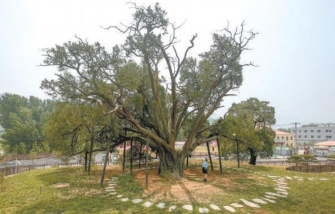 北京明年再建20處古樹(shù)公園 探索本體與生境統(tǒng)一保護(hù)模式