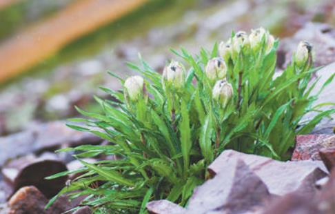 冰天雪地，為何也有植物開花？